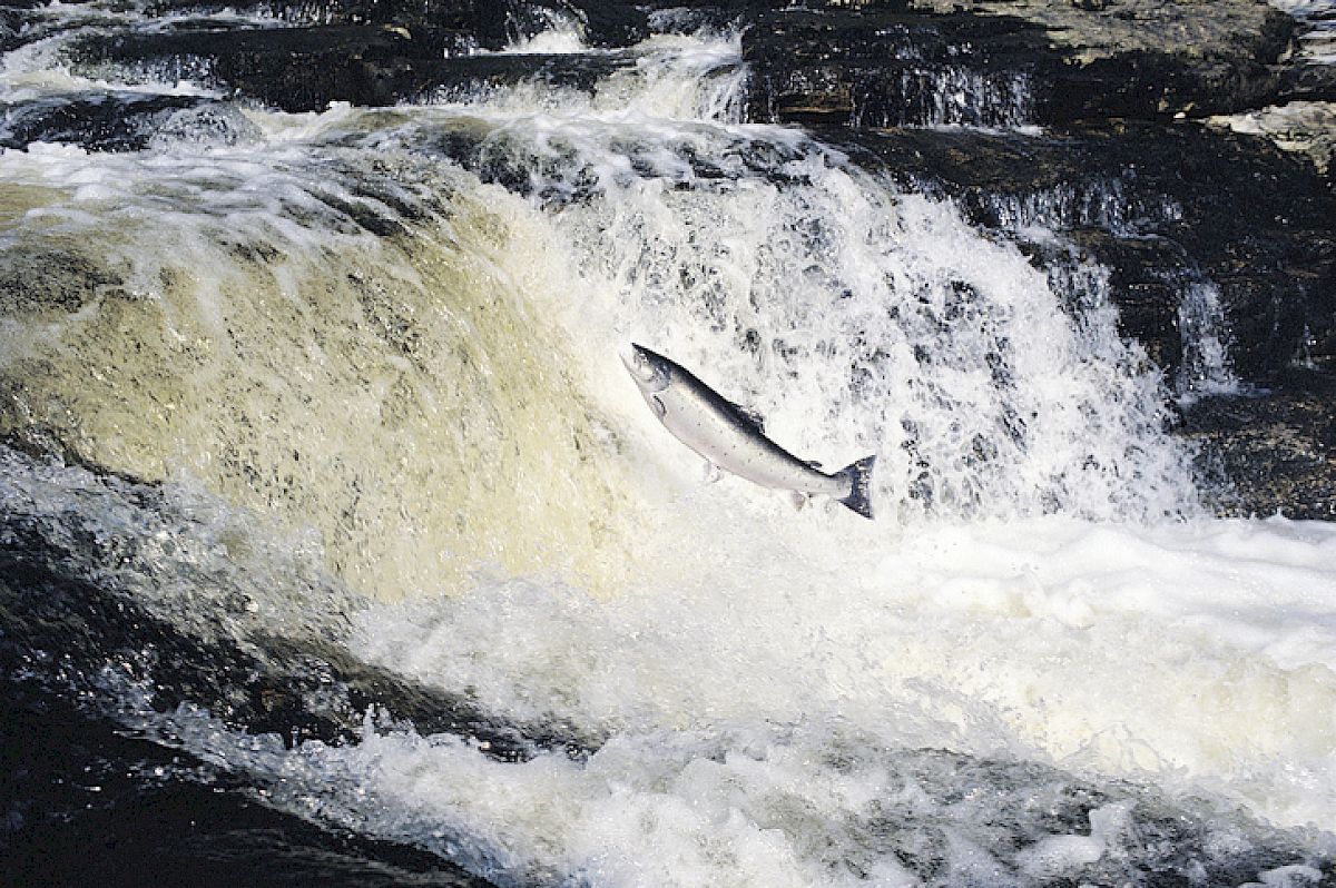 Scottish salmon leaping up a waterfall